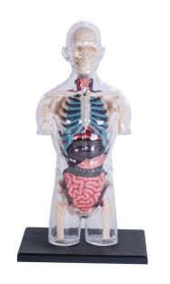 4D Human Transparent Torso Anatomy Model