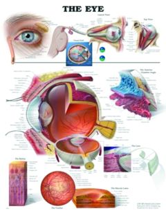 Chart,  The Eye, (Bachin)  50 x 66cm.