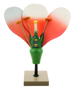 Flower, 3D, deluxe