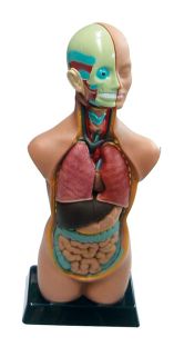 Torso model, medium, 10 parts, 50cm