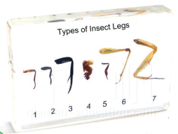 Types of Insect Legs - 7 Specimens in one block