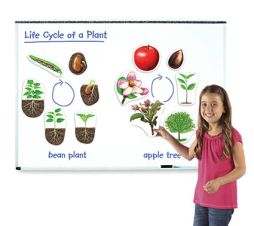 Giant Magnetic Plant Life Cycle