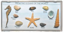 Marine Creatures