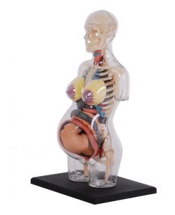 4D Human Transparent Pregnancy Torso Anatomy Model