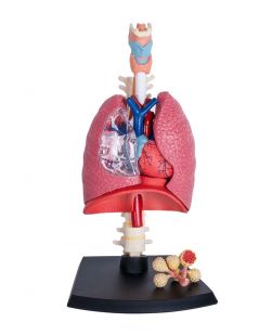 4D Human Respiratory System Model