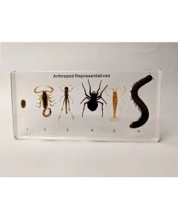 Arthropods Specimens Collection