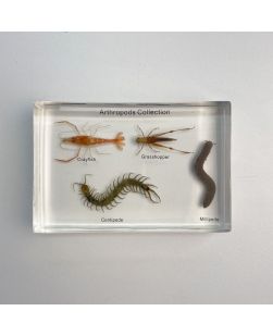 Arthropods Collection - 4 Specimens