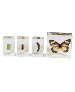 Butterfly Life Cycle Specimens