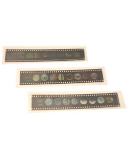 Microslides, Insect Parts