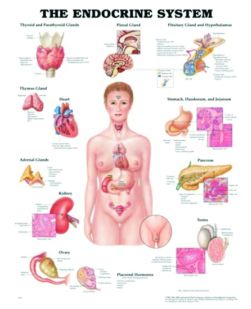 Chart,  Endocrine System, (Bachin) 50 x 66cm