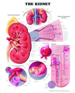 Chart,  The Kidney, (Bachin) 50 x 66cm