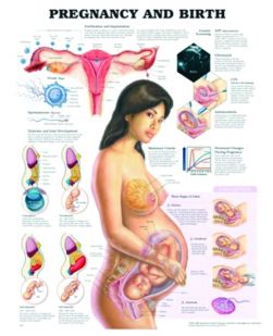Chart,  Pregnancy & Birth, (Bachin) 50 x 66cm