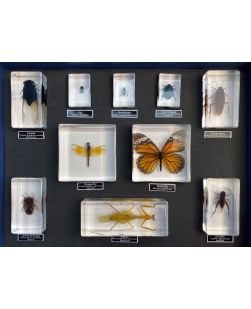 Insect Orders - 10 Specimens