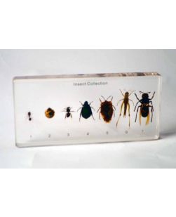 Insect Collection, 7 Specimens