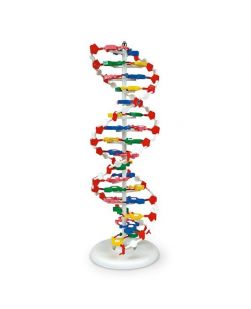 Large DNA Model