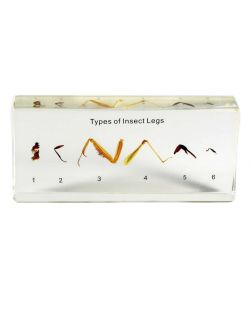Types of Insect Legs - 6 Specimens