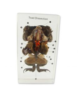 Toad Dissection Specimen