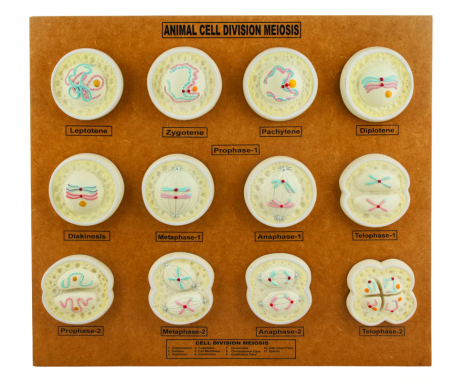 Models, Meiosis, animal cell, raised relief - Haines Educational