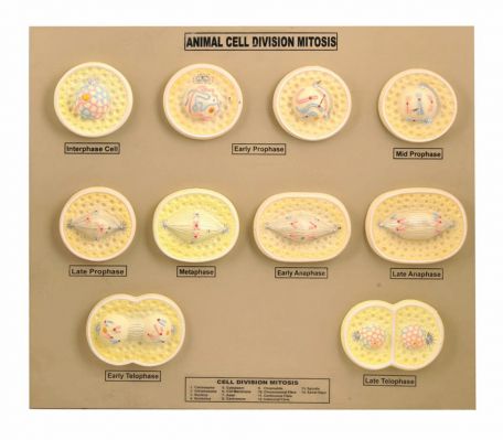 Models, Mitosis, animal cell, raised relief, 48 x 55 cm - Haines Educational