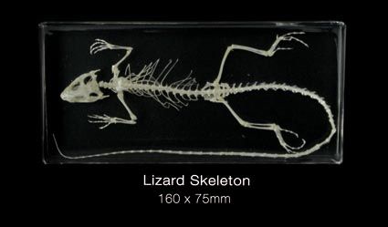 Skeleton, Lizard (no keycard)