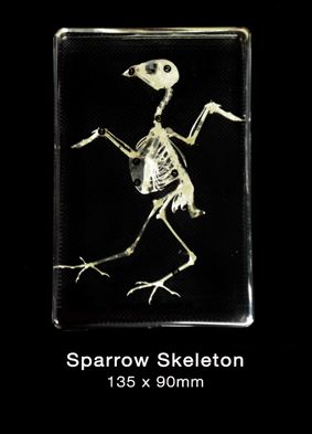 Skeleton, Sparrow