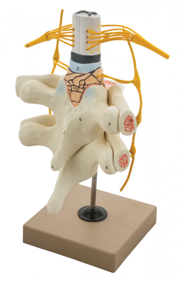 Models Spinal Cord And Nerves Highly Detailed Haines Educational Models Spinal Cord And Nerves Highly Detailed Haines Educational